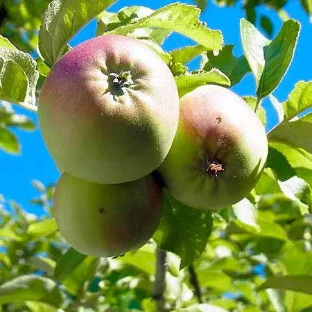 فندق Pfaelzerleben Palatinate Experience